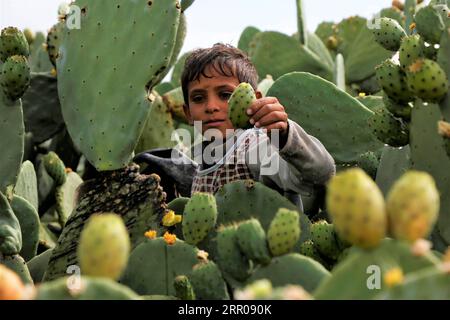 200803 -- SANAA, 3 août 2020 -- Un enfant montre un fruit de poire de Barbarie dans une ferme à la périphérie de Sanaa, Yémen, le 21 juillet 2020. POUR ALLER AVEC la caractéristique : le fruit de la poire de Barbarie au Yémen fournit des moyens de subsistance malgré la guerre, blocus photo par /Xinhua YEMEN-SANAA-RÉCOLTE DE FRUITS DE BARBARIE MohammedxMohammed PUBLICATIONxNOTxINxCHN Banque D'Images