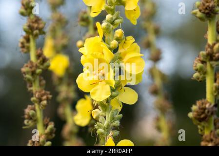 Verbascum thapsus, fleurs jaune molène gros plan sélectif Banque D'Images