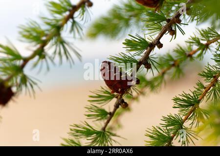Baïkal Larch Pine Cones sur défocalisé Envoyer Baïkal Beach Banque D'Images