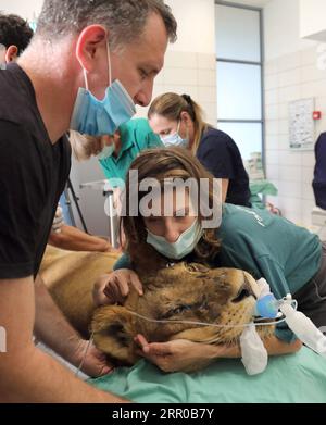 200807 -- RAMAT GAN, 7 août 2020 Xinhua -- des vétérinaires pratiquent une chirurgie pour une lionne de dix ans nommée Samboro pour enlever ses kystes ovariens au zoo safari de Ramat Gan dans la ville israélienne centrale de Ramat Gan le 6 août 2020. Gideon Markowicz/JINI via Xinhua ISRAËL-RAMAT GAN-SAFARI ZOO-LIONNE CHIRURGIE PUBLICATIONxNOTxINxCHN Banque D'Images