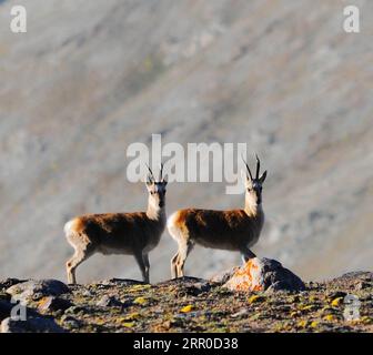 200809 -- JIUQUAN, 9 août 2020 -- gazelles tibétaines sont observées dans la prairie de Haltent dans le comté autonome kazak d'Aksay, province du Gansu, au nord-ouest de la Chine, le 8 août 2020. Photo de /Xinhua CHINA-GANSU-HALTENT PRAIRIE CN MaxXiaowei PUBLICATIONxNOTxINxCHN Banque D'Images