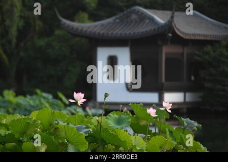 200810 -- HANGZHOU, 10 août 2020 -- la photo prise le 30 juin 2020 montre les fleurs de lotus dans la région pittoresque du lac de l'Ouest à Hangzhou, province du Zhejiang de l'est de la Chine. Le paysage culturel du lac de l'Ouest de Hangzhou, embrassé par des collines couvertes de nuages sur trois côtés et divisé en plusieurs parties par des causales pittoresques, présente un paysage délicat avec des pics se chevauchant et des temples de dispersion, pagodes, pavillons, jardins, arbres ornementaux, et des îles artificielles, ajoutant de la beauté à la ville de Hangzhou. Il a été inscrit par le Comité du patrimoine mondial sur la liste du patrimoine mondial de l UNESCO en tant que récipiendaire principal culturel Banque D'Images