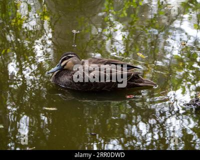 Pacific Black Duck flottant sur l'eau Banque D'Images