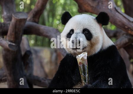 200811 -- GUANGZHOU, 11 août 2020 -- le géant Panda Shuaishuai mange du bambou au Chimelong Safari Park à Guangzhou, dans la province du Guangdong du sud de la Chine, le 10 août 2020. CHINE-GUANGZHOU-GÉANT PANDA CN LiuxDawei PUBLICATIONxNOTxINxCHN Banque D'Images