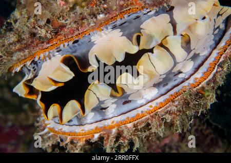Huître épineuse variable, Spondylus varians, montrant les yeux sur le bord du manteau, site de plongée Tanjung Uli, plongée de nuit, Weda, Halmahera, Maluku du Nord, Indonésie Banque D'Images