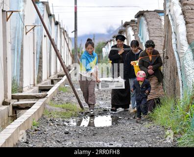 200813 -- LHASSA, 13 août 2020 -- Gesang Wangmo 3rd L et Degyi Zhoima 1st L récoltent des légumes de serre avec leurs collègues dans le comté de Bainang, Xigaze, région autonome du Tibet du sud-ouest de la Chine, 3 août 2020. Diplômée d'un collège professionnel en 2018, Gesang Wangmo a commencé une entreprise de jardinage de fruits et légumes avec sa sœur aînée Degyi Zhoima dans leur ville natale, le comté de Bainang, une importante base de production de légumes au Tibet. Soutenues par des fonds gouvernementaux, les sœurs ont construit 13 serres en 2019 et ont augmenté leurs revenus en introduisant de nouvelles espèces de cultures et de nouvelles technologies de culture. L Banque D'Images