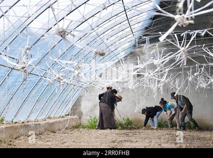 200813 -- LHASSA, 13 août 2020 -- Gesang Wangmo 3rd R et Degyi Zhoima 2nd R plantent des légumes de serre avec leurs collègues dans le comté de Bainang, Xigaze, région autonome du Tibet du sud-ouest de la Chine, 3 août 2020. Diplômée d'un collège professionnel en 2018, Gesang Wangmo a commencé une entreprise de jardinage de fruits et légumes avec sa sœur aînée Degyi Zhoima dans leur ville natale, le comté de Bainang, une importante base de production de légumes au Tibet. Soutenues par des fonds gouvernementaux, les sœurs ont construit 13 serres en 2019 et ont augmenté leurs revenus en introduisant de nouvelles espèces de cultures et de nouvelles technologies de culture. Las Banque D'Images