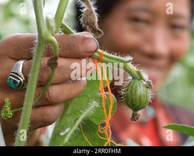 200813 -- LHASSA, 13 août 2020 -- la photo montre une mini pastèque cultivée dans une des serres de Gesang Wangmo dans le comté de Bainang, Xigaze, région autonome du Tibet du sud-ouest de la Chine, 2 août 2020. Diplômée d'un collège professionnel en 2018, Gesang Wangmo a commencé une entreprise de jardinage de fruits et légumes avec sa sœur aînée Degyi Zhoima dans leur ville natale, le comté de Bainang, une importante base de production de légumes au Tibet. Soutenues par des fonds gouvernementaux, les sœurs ont construit 13 serres en 2019 et ont augmenté leurs revenus en introduisant de nouvelles espèces de cultures et de nouvelles technologies de culture. En août dernier, GES Banque D'Images