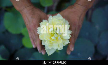 200813 -- BEIJING, 13 août 2020 -- Un villageois montre une fleur de lotus dans une serre au village de Caotangtuo de Luanzhou, province du Hebei, dans le nord de la Chine, le 12 août 2020. L'industrie florale a contribué à augmenter les revenus des villageois locaux. PHOTOS XINHUA DU JOUR MuxYu PUBLICATIONxNOTxINxCHN Banque D'Images