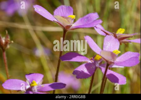Fleurs de Byblis filifolia, la plante carnivore arc-en-ciel, en milieu naturel, Australie occidentale Banque D'Images