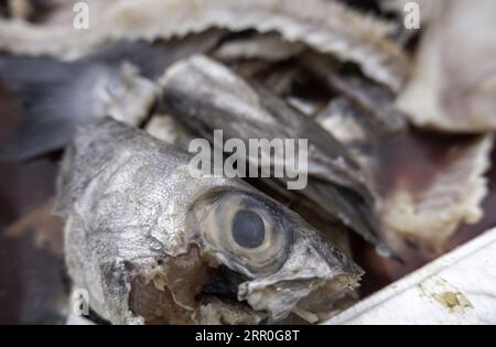 Détail du poisson gaspillé et jeté dans la poubelle, la nourriture gâtée Banque D'Images