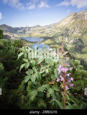 Belle vallée alpine avec des sommets de montagne, des lacs et des fleurs sauvages au premier plan, Pologne verticale, Europe Banque D'Images