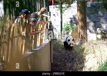 200814 -- RHENEN, 14 août 2020 Xinhua -- Xing ya, père du petit panda géant Fan Xing, est vu au zoo Ouwehands à Rhenen, aux pays-Bas, le 14 août 2020. Le petit panda géant, né le 1 mai dans le zoo néerlandais Ouwehands, a été nommé Fan Xing, le zoo annoncé vendredi. Photo de Sylvia Lederer/Xinhua PAYS-BAS-RHENEN-GÉANT PANDA PUBLICATIONxNOTxINxCHN Banque D'Images