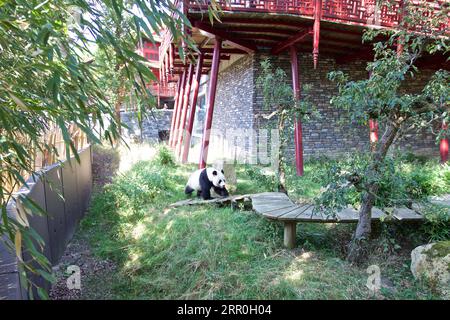200814 -- RHENEN, 14 août 2020 Xinhua -- Xing ya, père du petit panda géant Fan Xing, est vu au zoo Ouwehands à Rhenen, aux pays-Bas, le 14 août 2020. Le petit panda géant, né le 1 mai dans le zoo néerlandais Ouwehands, a été nommé Fan Xing, le zoo annoncé vendredi. Photo de Sylvia Lederer/Xinhua PAYS-BAS-RHENEN-GÉANT PANDA PUBLICATIONxNOTxINxCHN Banque D'Images