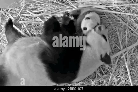200814 -- RHENEN, 14 août 2020 Xinhua -- une image extraite d'une vidéo fournie par le zoo d'Ouwehands montre un petit panda géant Fan Xing et sa mère Wu Wen au zoo d'Ouwehands à Rhenen, aux pays-Bas, en juillet 2020. Le petit panda géant, né le 1 mai dans le zoo néerlandais Ouwehands, a été nommé Fan Xing, le zoo annoncé vendredi. Xinhua PAYS-BAS-RHENEN-GÉANT PANDA PUBLICATIONxNOTxINxCHN Banque D'Images