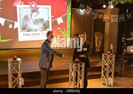 200814 -- RHENEN, 14 août 2020 Xinhua -- une photo prise le 14 août 2020 montre la cérémonie d'annonce du nom du petit panda géant Fan Xing au zoo Ouwehands à Rhenen, aux pays-Bas. Le petit panda géant, né le 1 mai dans le zoo néerlandais Ouwehands, a été nommé Fan Xing, le zoo annoncé vendredi. Photo de Sylvia Lederer/Xinhua PAYS-BAS-RHENEN-GÉANT PANDA PUBLICATIONxNOTxINxCHN Banque D'Images
