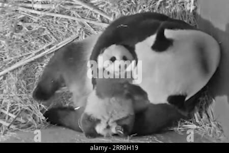 Actualités Bilder des Tages 200814 -- RHENEN, 14 août 2020 Xinhua -- une image extraite d'une vidéo fournie par le zoo d'Ouwehands montre un petit panda géant Fan Xing et sa mère Wu Wen au zoo d'Ouwehands à Rhenen, aux pays-Bas, en juillet 2020. Le petit panda géant, né le 1 mai dans le zoo néerlandais Ouwehands, a été nommé Fan Xing, le zoo annoncé vendredi. Xinhua PAYS-BAS-RHENEN-GÉANT PANDA PUBLICATIONxNOTxINxCHN Banque D'Images