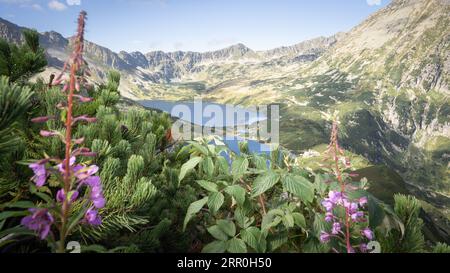 Belle vallée alpine avec des sommets de montagne, des lacs et des fleurs sauvages au premier plan. Pologne, Europe Banque D'Images