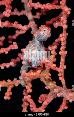 Hippocampe pygmée, Hippocampus bargibanti, Weda, Halmahera, Maluku du Nord, Indonésie, mer de Halmahera Banque D'Images