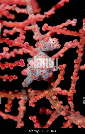 Hippocampe pygmée, Hippocampus bargibanti, Weda, Halmahera, Maluku du Nord, Indonésie, mer de Halmahera Banque D'Images