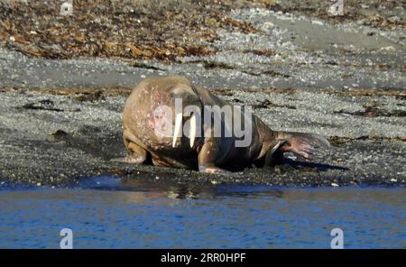 morse de l'atlantique avec des défenses en ivoire assis sur le rivage rocheux dans le billefjorden, près de longyearbyen, svalbard, norvège Banque D'Images