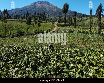 200821 -- JAVA CENTRAL, le 21 août 2020 -- une photo aérienne montre un travailleur cueillir des feuilles de tabac dans une plantation de tabac à Temanggung, Java central, Indonésie, le 21 août 2020. Photo de /Xinhua INDONESIA-CENTRAL JAVA-TABAC-RÉCOLTE AryaxManggala PUBLICATIONxNOTxINxCHN Banque D'Images