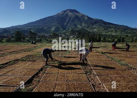 200821 -- JAVA CENTRAL, 21 août 2020 -- des travailleurs séchent des feuilles de tabac dans une plantation de tabac à Temanggung, Java central, Indonésie, 21 août 2020. Photo de /Xinhua INDONESIA-CENTRAL JAVA-TABAC-RÉCOLTE AryaxManggala PUBLICATIONxNOTxINxCHN Banque D'Images