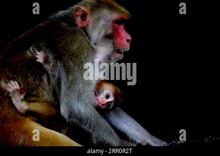 200824 -- BEIJING, 24 août 2020 -- Un singe berce son bébé au parc animalier de Hlawga à la périphérie de Yangon, Myanmar, le 23 août 2020. PHOTOS XINHUA DU JOUR UxAung PUBLICATIONxNOTxINxCHN Banque D'Images