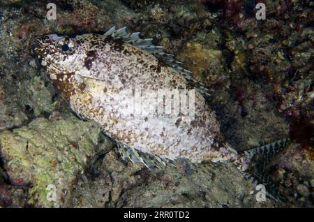 Poisson-lapin à taches blanches, Siganus canaliculatus, aux couleurs nocturnes, plongée nocturne, site de plongée de Tanjung Uli, Weda, Halmahera, Maluku du Nord, Indonésie, Halma Banque D'Images