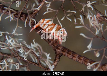 Crevettes de basket Star, Lipkemenes lanipes, dans Giant basket Star, Astroboa nuda, Tanjung Uli site de plongée, plongée de nuit, Weda, Halmahera, Maluku du Nord, indones Banque D'Images