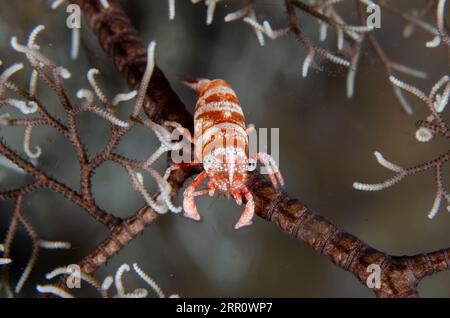 Crevettes de basket Star, Lipkemenes lanipes, dans Giant basket Star, Astroboa nuda, Tanjung Uli site de plongée, plongée de nuit, Weda, Halmahera, Maluku du Nord, indones Banque D'Images