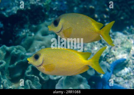 Paire de coraux de Rabbitfish, Siganus coralinus, site de plongée du récif Sardine, détroit de Dampier, Raja Ampat, Papouasie occidentale, Indonésie Banque D'Images