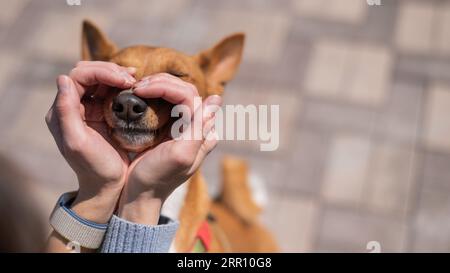 Une femme fait un coeur de ses paumes sur le visage de son chien. Un chien Basenji africain sans aboiement. Banque D'Images