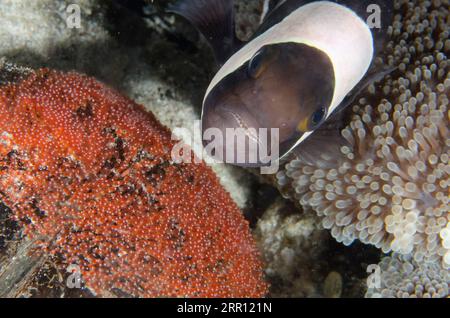 Anemonefish de Saddleback, Amphiprion polymnus, avec oeufs, plongée de nuit, Sakokreng Jetty site de plongée, Dampier Strait, Raja Ampat, Papouasie occidentale, Indonésie Banque D'Images