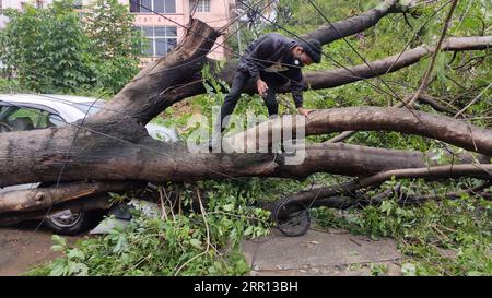 200902 -- BANGALORE, le 2 septembre 2020 -- un Indien est vu essayant de trouver un moyen de rentrer chez lui alors qu'un énorme arbre est déraciné et bloque la route après de fortes pluies, à Bangalore, Inde, le 2 septembre 2020. La saison de la mousson en Inde dure de juin à septembre. Str/Xinhua INDE-BANGALORE-FORTES PRÉCIPITATIONS Stringer PUBLICATIONxNOTxINxCHN Banque D'Images