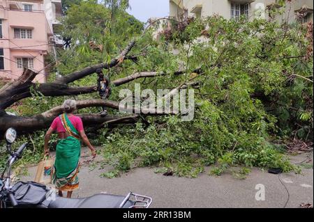 200902 -- BANGALORE, le 2 septembre 2020 -- une indienne est vue essayant de trouver un moyen de rentrer chez elle alors qu'un arbre énorme est déraciné et bloque la route après de fortes pluies, à Bangalore, Inde, le 2 septembre 2020. La saison de la mousson en Inde dure de juin à septembre. Str/Xinhua INDE-BANGALORE-FORTES PRÉCIPITATIONS Stringer PUBLICATIONxNOTxINxCHN Banque D'Images