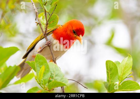 Tisserand à tête rouge (Anaplectes melanotis) perché sur une branche, parc national Kruger, Limpopo, afrique du Sud. Banque D'Images