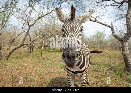 Plains Zebra (Equus quagga) debout à Savanna gros plan portrait, parc national Kruger, Mpumalanga, Afrique du Sud. Banque D'Images