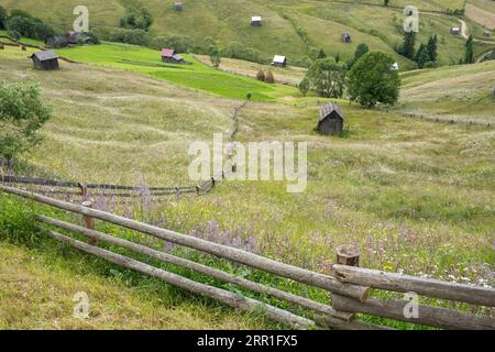 Fleurs sauvages dans les champs près de Moldovița, Bucovine, nord de la Roumanie, où le foin est coupé à la main et aucun herbicide n'est utilisé - été Banque D'Images