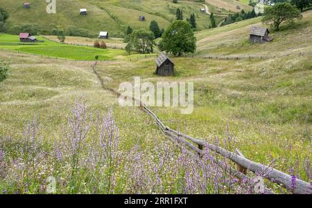 Fleurs sauvages dans les champs près de Moldovița, Bucovine, nord de la Roumanie, où le foin est coupé à la main et aucun herbicide n'est utilisé - été Banque D'Images