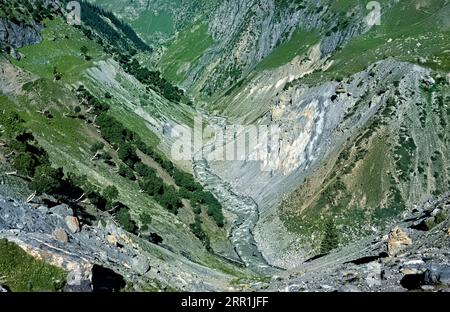 Bouleaux de l'Himalaya (Betula utilis) poussant dans la magnifique vallée de Warwan, au Cachemire, en Inde Banque D'Images