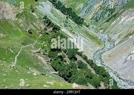 Bouleaux de l'Himalaya (Betula utilis) poussant dans la magnifique vallée de Warwan, au Cachemire, en Inde Banque D'Images