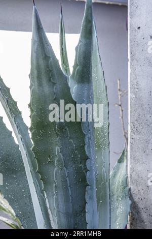 Ces aloès sont fréquemment cultivés comme plantes ornementales à la fois dans les jardins et dans les pots, en raison de leur attrait et de leur rusticité Banque D'Images