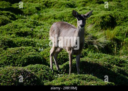 Cerf sauvage avec fourrure grise debout sur la mousse verte luxuriante regardant la caméra dans la Réserve écologique de l'Équateur sur la journée ensoleillée Banque D'Images