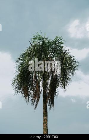 D'en dessous de grandes branches de palmier à tronc avec des feuilles vertes poussant dans la campagne sous le ciel bleu avec des nuages blancs dans la lumière du jour d'été Banque D'Images