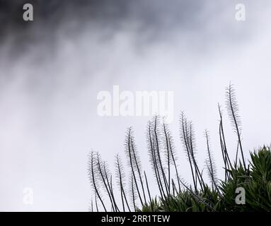 D'en bas les mauvaises herbes minces et les fleurs d'herbe de plantes vertes poussant sous le ciel bleu nuageux dans la forêt Fanal de l'île de Madère au Portugal en plein jour Banque D'Images