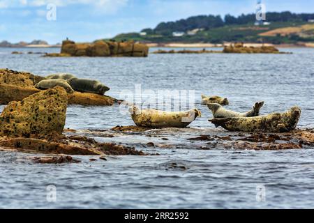 Phoques gris (Halichoerus grypus) reposant sur des îles rocheuses dans la mer, réserve naturelle, littoral, îles Scilly, Cornouailles, Angleterre, Royaume-Uni Banque D'Images