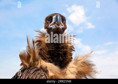 Vautour de Cinére (Aegypius monachus), Mongolie Banque D'Images