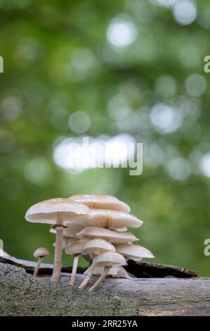 Rhubarbe visqueuse de hêtre, champignon de porcelaine (Mucidula mucida), groupe de champignons sur tronc de hêtre, Bottrop, région de la Ruhr, Rhénanie du Nord-Westphalie, Allemagne Banque D'Images