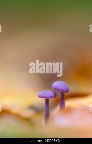 Sécateur d'améthyste (Laccaria améthystea), deux champignons dans le feuillage de hêtre, Bottrop, région de la Ruhr, Rhénanie du Nord-Westphalie, Allemagne Banque D'Images